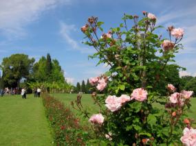 ...  belle rose al  Parco Giardino di Sigurtà.