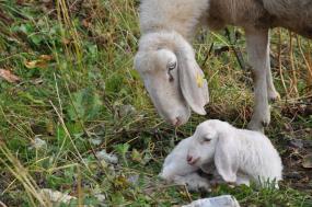 Le pecorelle sui prati verso il rifugio Sonino al Coldai